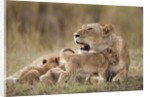 Lioness nursing cubs in Masai Mara National Reserve by Anonymous