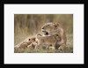 Lioness nursing cubs in Masai Mara National Reserve by Anonymous