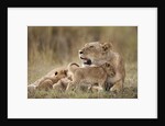 Lioness nursing cubs in Masai Mara National Reserve by Anonymous