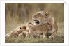 Lioness nursing cubs in Masai Mara National Reserve by Anonymous