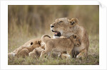 Lioness nursing cubs in Masai Mara National Reserve by Anonymous