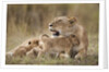 Lioness nursing cubs in Masai Mara National Reserve by Anonymous