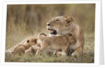 Lioness nursing cubs in Masai Mara National Reserve by Anonymous