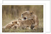 Lioness nursing cubs in Masai Mara National Reserve by Anonymous