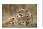 Lioness nursing cubs in Masai Mara National Reserve by Anonymous