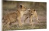 Lion cubs playing by Anonymous