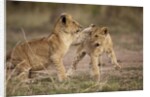Lion cubs playing by Anonymous