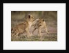 Lion cubs playing by Anonymous