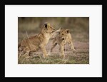Lion cubs playing by Anonymous