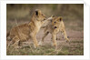 Lion cubs playing by Anonymous