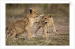 Lion cubs playing by Anonymous
