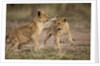 Lion cubs playing by Anonymous