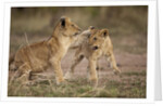 Lion cubs playing by Anonymous