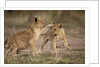Lion cubs playing by Anonymous