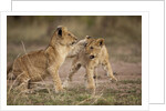 Lion cubs playing by Anonymous