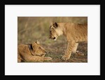 Lion cubs playing by Anonymous
