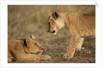 Lion cubs playing by Anonymous