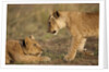 Lion cubs playing by Anonymous