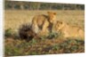 Youngs lion stalking porcupine by Anonymous