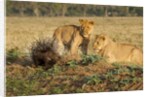 Youngs lion stalking porcupine by Anonymous