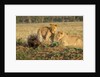Youngs lion stalking porcupine by Anonymous