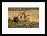 Youngs lion stalking porcupine by Anonymous