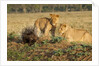 Youngs lion stalking porcupine by Anonymous