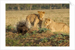 Youngs lion stalking porcupine by Anonymous