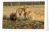 Youngs lion stalking porcupine by Anonymous