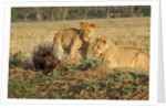 Youngs lion stalking porcupine by Anonymous
