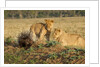 Youngs lion stalking porcupine by Anonymous