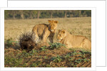 Youngs lion stalking porcupine by Anonymous