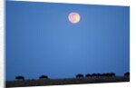 Wildebeest below full moon in Masai Mara National Reserve by Anonymous