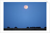Wildebeest below full moon in Masai Mara National Reserve by Anonymous