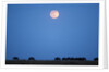 Wildebeest below full moon in Masai Mara National Reserve by Anonymous