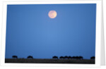 Wildebeest below full moon in Masai Mara National Reserve by Anonymous