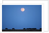 Wildebeest below full moon in Masai Mara National Reserve by Anonymous