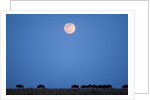 Wildebeest below full moon in Masai Mara National Reserve by Anonymous