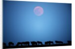 Wildebeest at moonrise in Masai Mara National Reserve by Anonymous