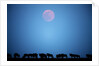 Wildebeest at moonrise in Masai Mara National Reserve by Anonymous