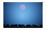 Wildebeest at moonrise in Masai Mara National Reserve by Anonymous