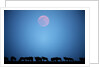 Wildebeest at moonrise in Masai Mara National Reserve by Anonymous