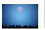 Wildebeest at moonrise in Masai Mara National Reserve by Anonymous