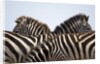Burchell's Zebras in Masai Mara National Reserve by Anonymous