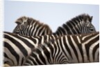 Burchell's Zebras in Masai Mara National Reserve by Anonymous