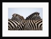 Burchell's Zebras in Masai Mara National Reserve by Anonymous