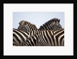 Burchell's Zebras in Masai Mara National Reserve by Anonymous