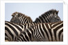 Burchell's Zebras in Masai Mara National Reserve by Anonymous