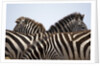 Burchell's Zebras in Masai Mara National Reserve by Anonymous