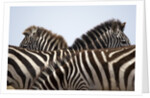 Burchell's Zebras in Masai Mara National Reserve by Anonymous